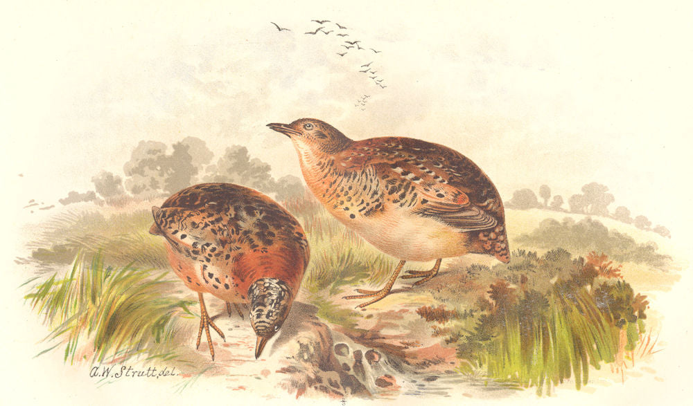 INDIAN GAME BIRDS. Nicobar Yellow-legged Button Quail (Turnix Albiventris) 1915